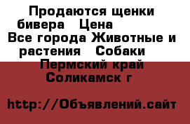 Продаются щенки бивера › Цена ­ 25 000 - Все города Животные и растения » Собаки   . Пермский край,Соликамск г.